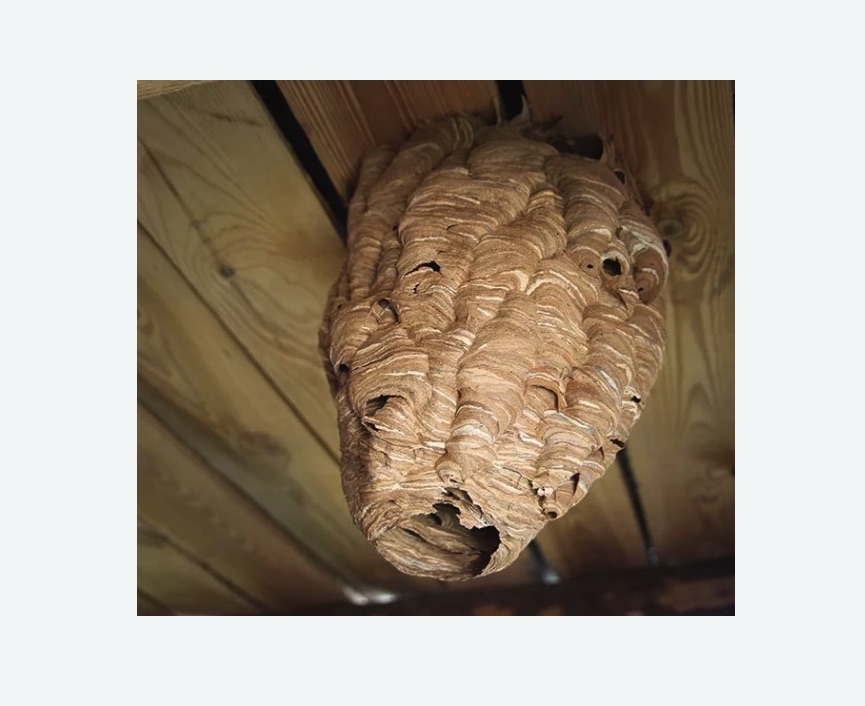 обработка от шершней Красногвардейская метро Москвы