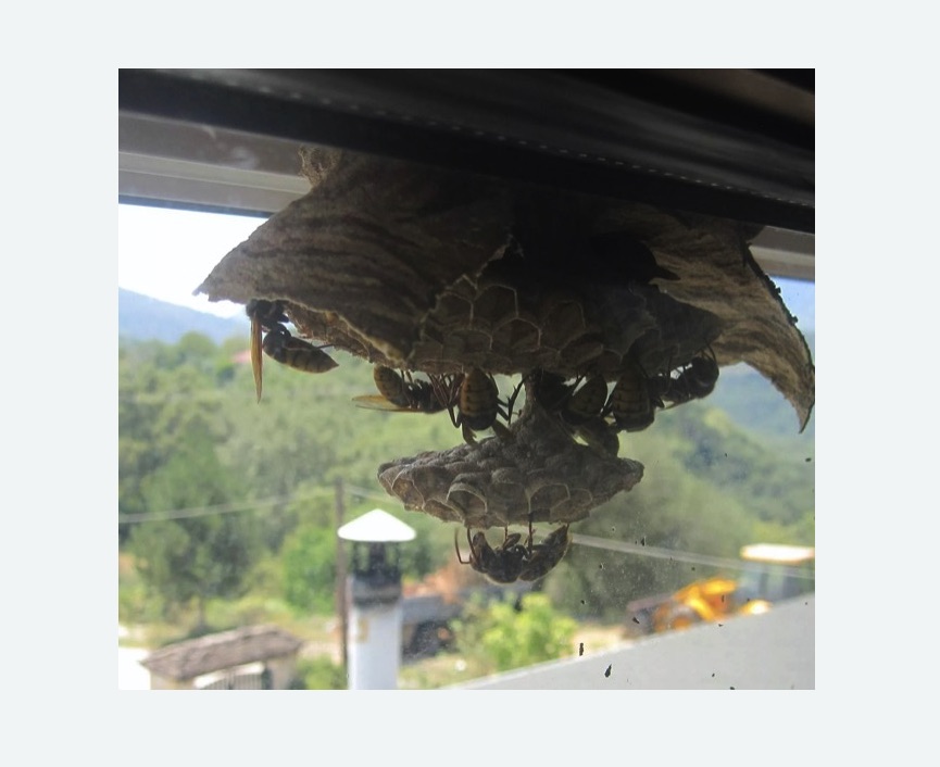 Уничтожение гнёзд шершней Красногвардейская метро Москвы